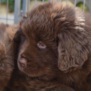 NirvanaDesires du sud -chiot terreneuve NirvanaDesires du sud -chiot terreneuve