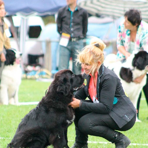 eleveur-terre-neuve-elevage-chien-chiots-sussargues-montpellier-nounours-desires-du-sud-actualite03 eleveur-terre-neuve-elevage-chien-chiots-sussargues-montpellier-nounours-desires-du-sud-actualite03