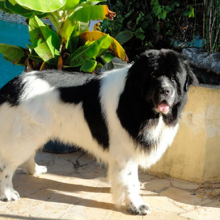 eleveur-terre-neuve-elevage-chien-chiots-sussargues-montpellier-nounours-desires-du-sud-presentation-eliot eleveur-terre-neuve-elevage-chien-chiots-sussargues-montpellier-nounours-desires-du-sud-presentation-eliot