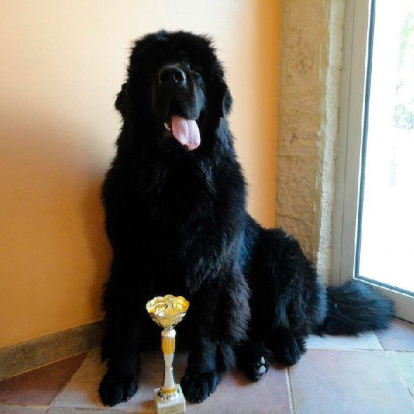 eleveur-terre-neuve-elevage-chien-chiots-sussargues-montpellier-nounours-desires-du-sud-presentation-galinette eleveur-terre-neuve-elevage-chien-chiots-sussargues-montpellier-nounours-desires-du-sud-presentation-galinette