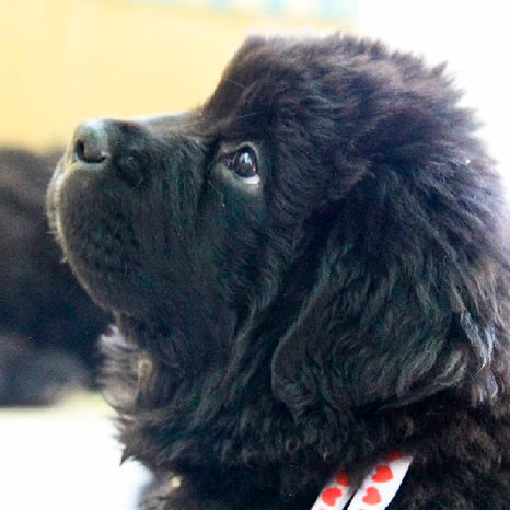 eleveur-terre-neuve-elevage-chien-chiots-sussargues-montpellier-nounours-desires-du-sud-presentation-liloulette1 eleveur-terre-neuve-elevage-chien-chiots-sussargues-montpellier-nounours-desires-du-sud-presentation-liloulette1